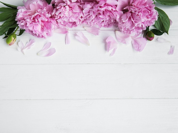 Fiori di peonia rosa