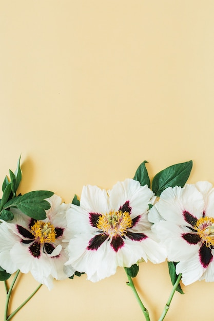 Fiori di peonie bianche su giallo