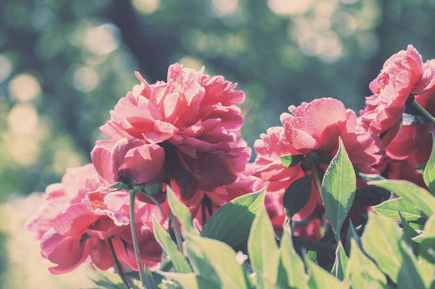 Fiori di peonie vintage in fiore nel giardino