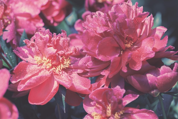 Fiori di peonie vintage in fiore nel giardino