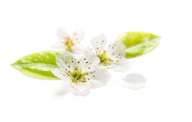Fiori di pera Fiori primaverili sullo sfondo bianco
