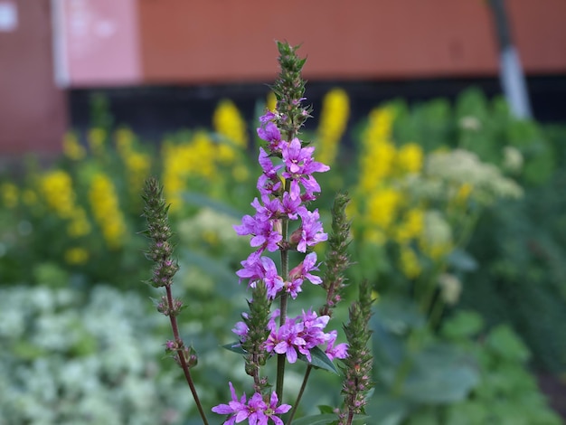 Fiori di pernice bianca a spillo Lythrum salicaria o di pernice bianca viola