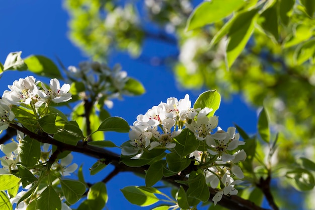 Fiori di pero bianco che sbocciano in primavera, fiori di pero bianchi durante la fioritura nel frutteto