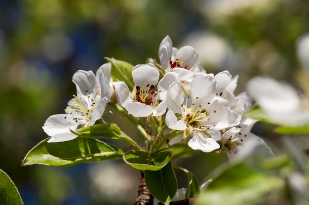 Fiori di pero bianco che sbocciano in primavera, fiori di pero bianchi durante la fioritura nel frutteto