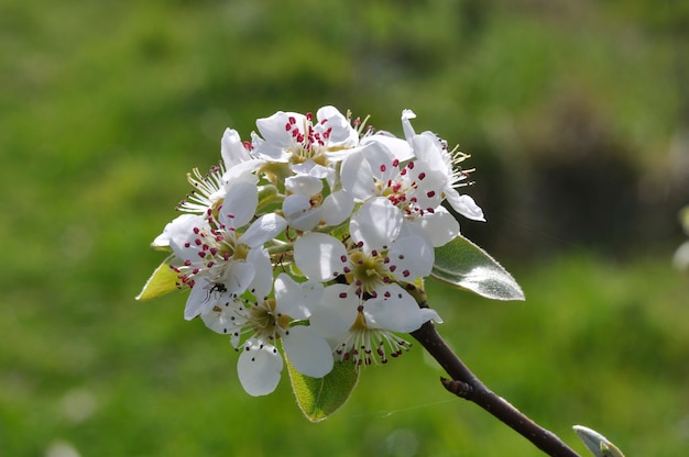 Fiori di pero in un frutteto