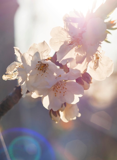 Fiori di pero in una giornata di sole in Grecia