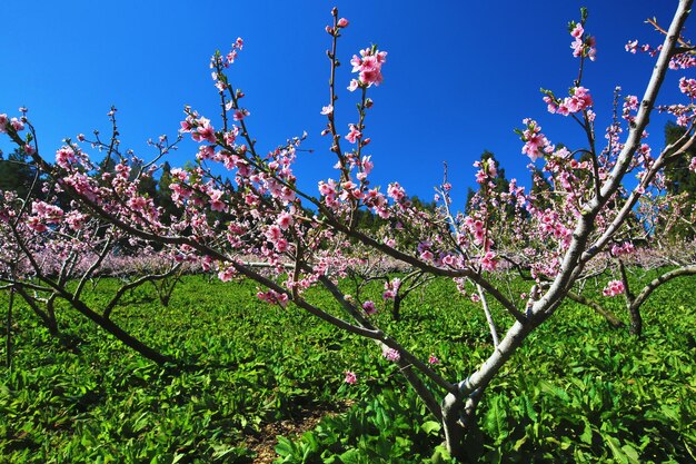 Fiori di pesche rosa che fioriscono sui rami dell'albero di pesche in una giornata di sole