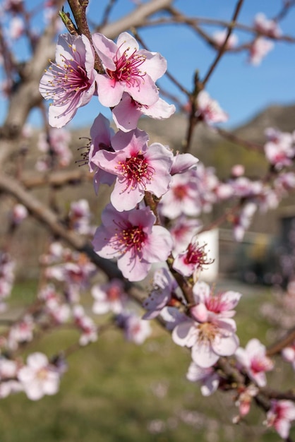 fiori di pesco nelle terre di Lerida