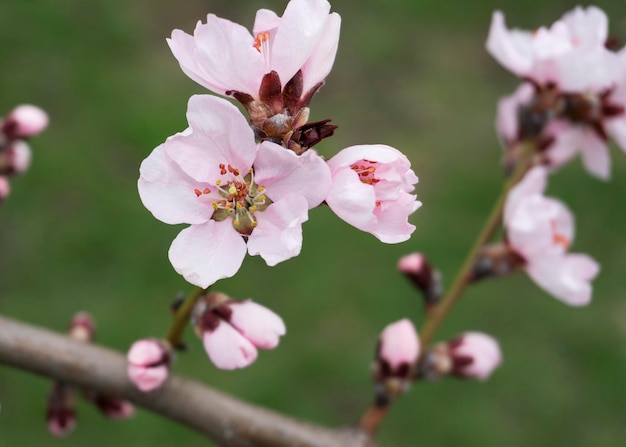 Fiori di pesco rosa in primavera 9