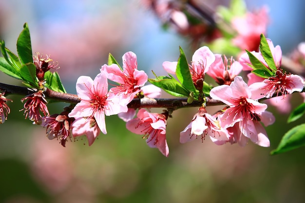 fiori di pesco rosabellissimi fiori di pesco colorati che fioriscono sul ramo nella piantagione