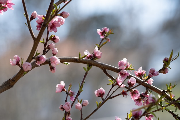 Fiori di pesco sul ramo