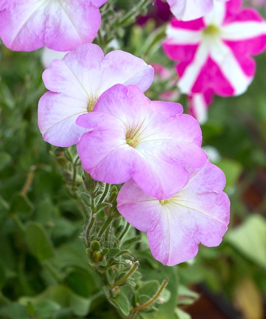 Fiori di petunia che fioriscono nel giardino