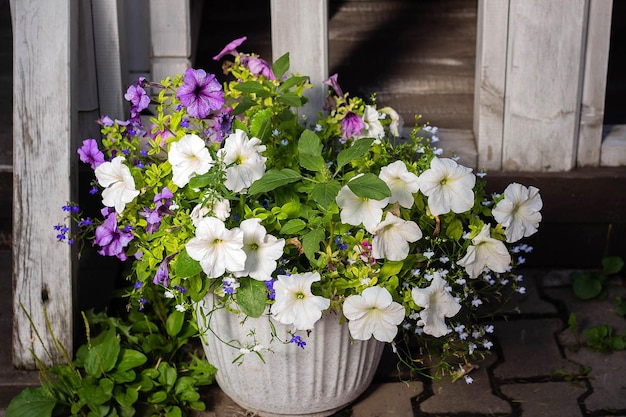 Fiori di petunia colorati come decorazione