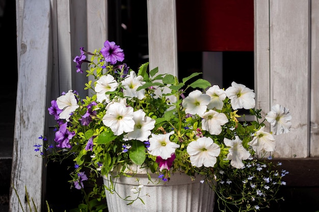 Fiori di petunia colorati come decorazione