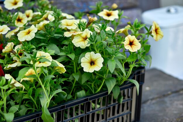 Fiori di petunia in casse di plastica nera garden center. Scatole con piantine di fiori petunia per piantare all'aperto.