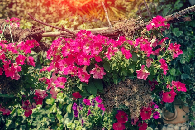 Fiori di petunia in fiore nel giardino