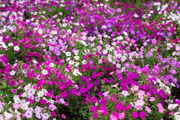 Fiori di petunia in giardino