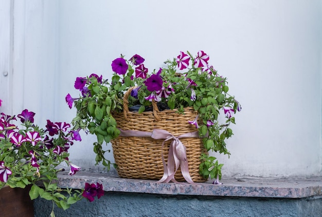 Fiori di petunia in un cesto sul davanzale della finestra