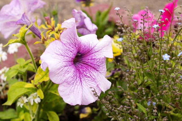 Fiori di petunia viola in un letto di fiori