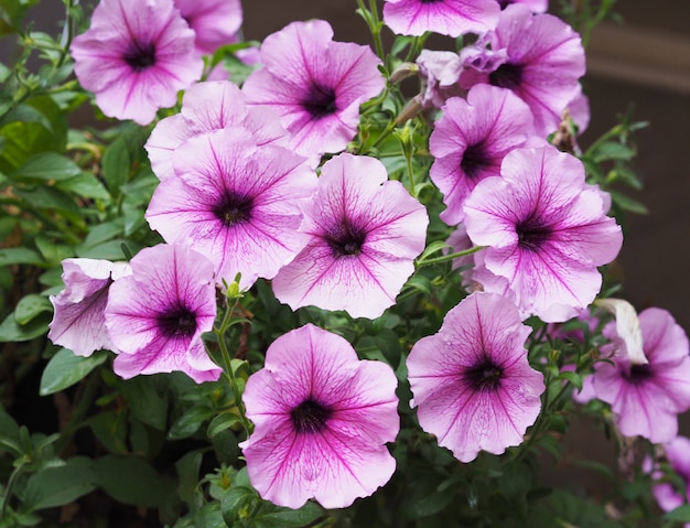 Fiori di petunia viola