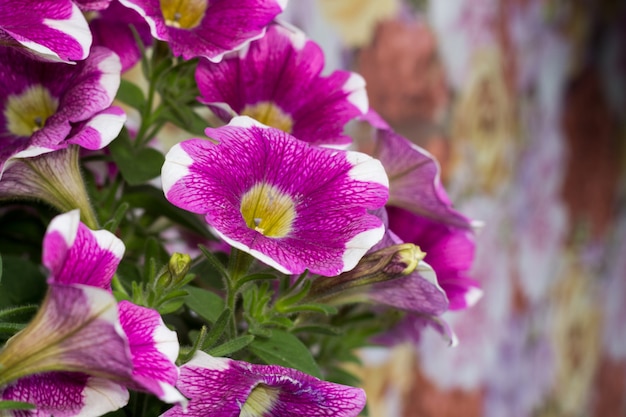 Fiori di petunia