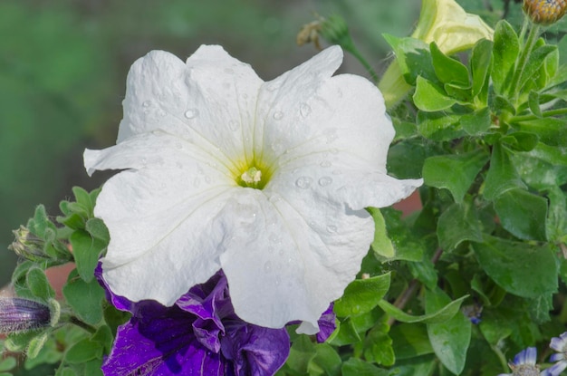 Fiori di petunie bianche Petunie bianche in serra Pianta di petunia bianca