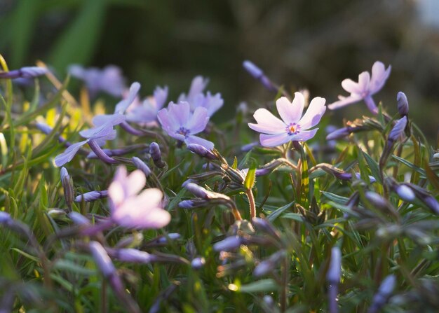 Fiori di phlox viola nel giardino primaverile 3