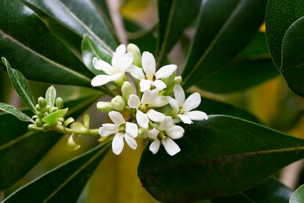 Fiori di pianta ornamentale PITTOSPORUM TOBIRA piccoli fiori bianchi