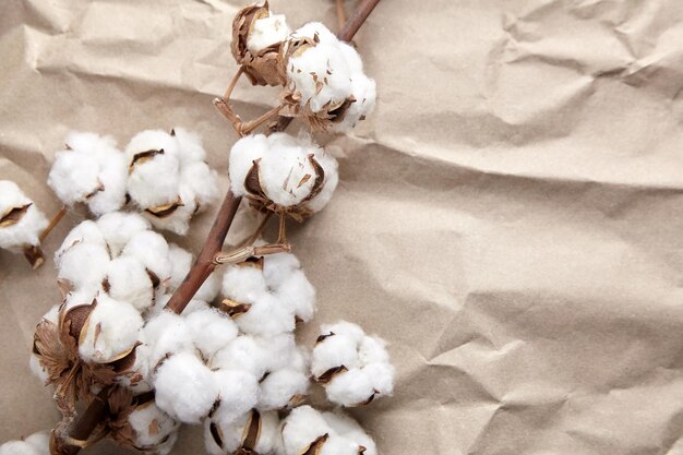 Fiori di piante di cotone bianco su carta artigianale sgualcita sfondo texture vista dall'alto