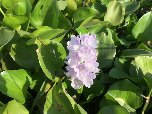 fiori di piante di giacinto d'acqua che sembrano belli