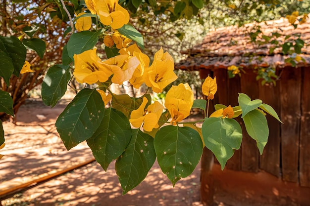 fiori di piante ornamentali del genere Bougainvillea