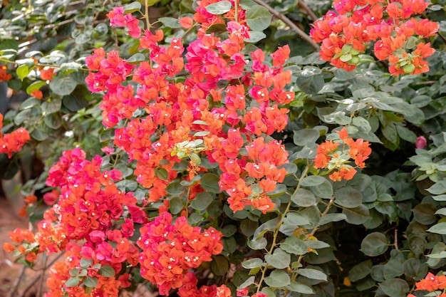 Fiori di piante ornamentali della specie Bougainvillea glabra