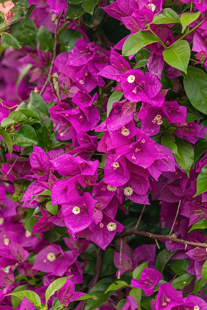 Fiori di piante ornamentali