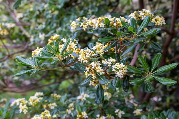 Fiori di pitosforo giapponese (Pittosporum tobira)