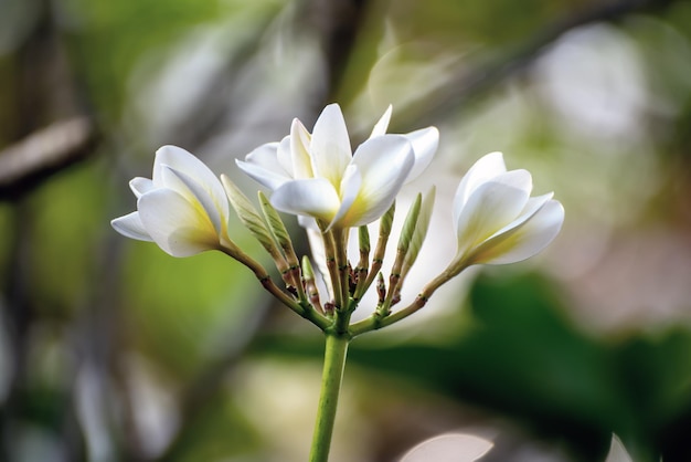 Fiori di plumaria bianca