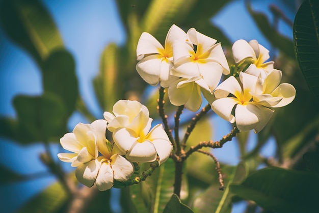 Fiori di plumaria bianca