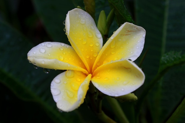 Fiori di plumeria bianchi e gialli su un albero noto anche come fiore cambogiano