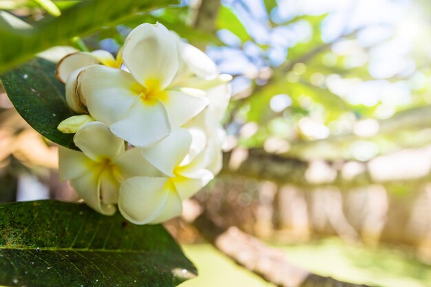 Fiori di plumeria bianchi e gialli su un albero