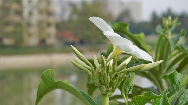 Fiori di Plumeria pudica con sfondo di foglie naturali