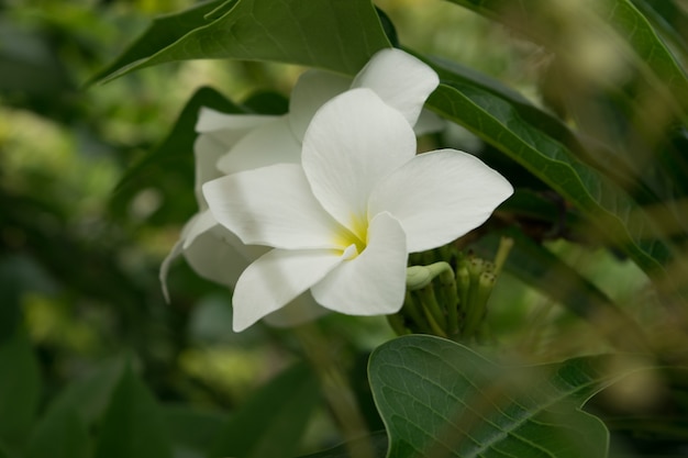 Fiori di Plumeria Pudica