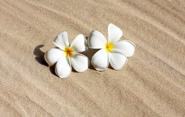 Fiori di plumeria su fondo sabbia