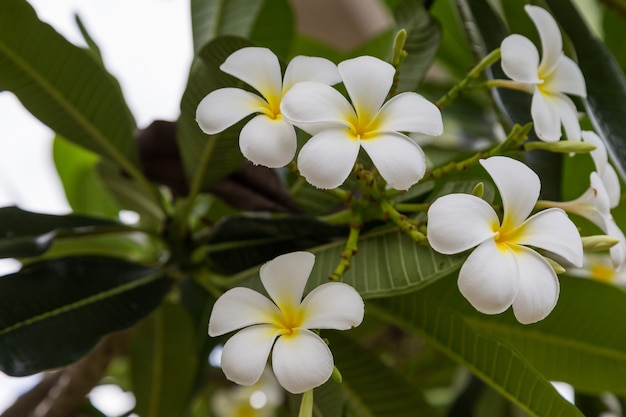 Fiori di Plumeria sullo sfondo dell&#39;albero