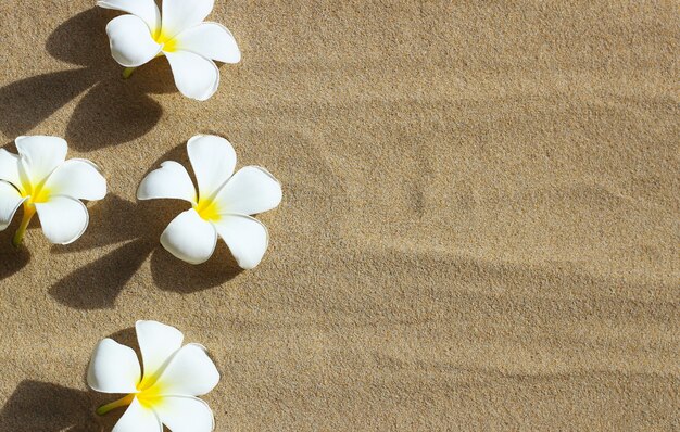 Fiori di plumeria sullo sfondo della spiaggia di sabbia