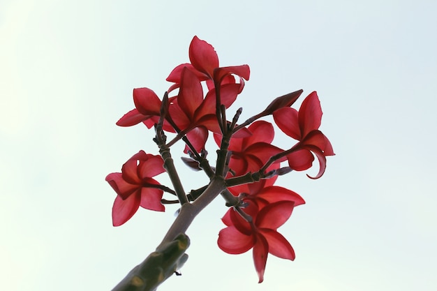 Fiori di Plumeria