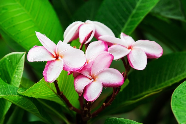 Fiori di Plumeria