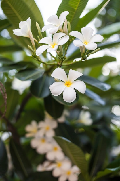 Fiori di plumeria.