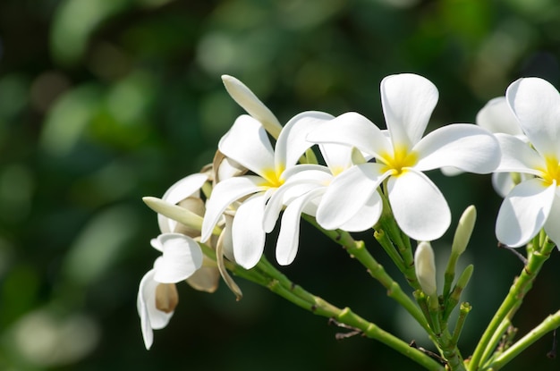 Fiori di Plumeria