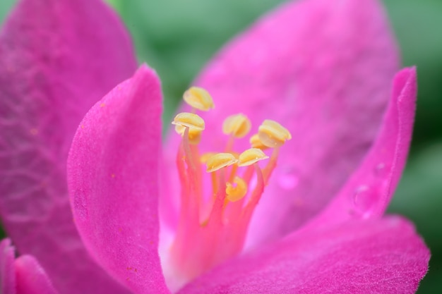 Fiori di polline rosa sull&#39;albero