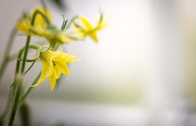 Fiori di pomodoro giallo brillante