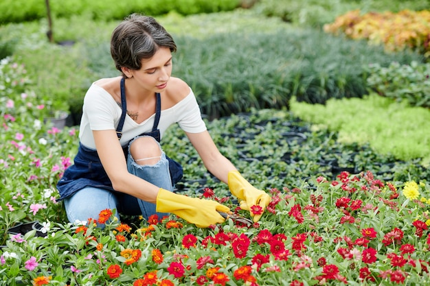 Fiori di potatura del lavoratore del giardino